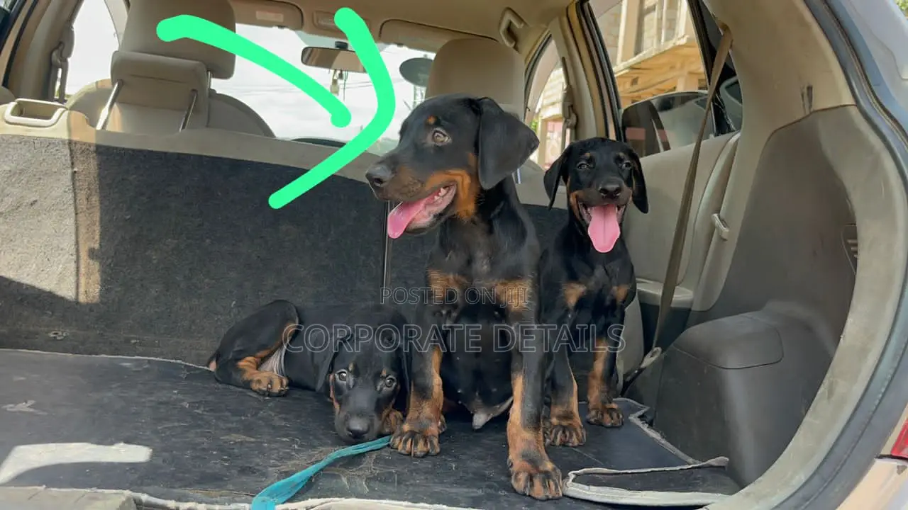 1-3 months Male Purebred Doberman Pinscher