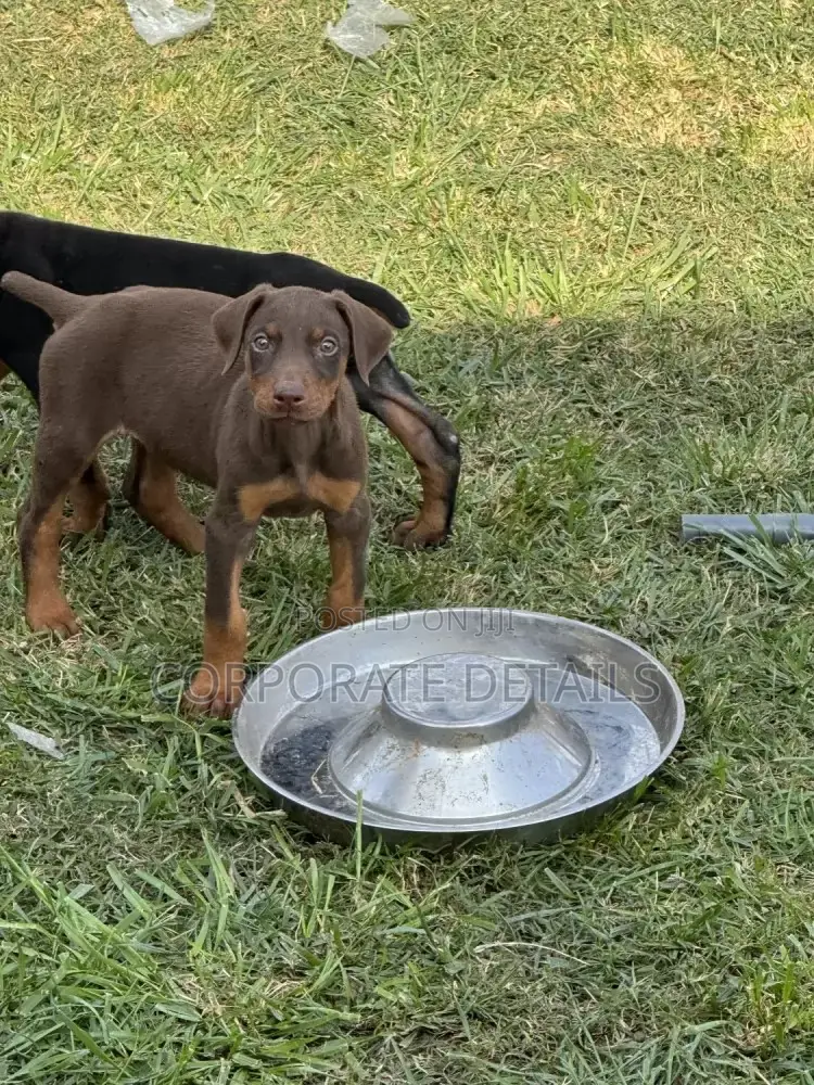 1-3 months Male Purebred Doberman Pinscher