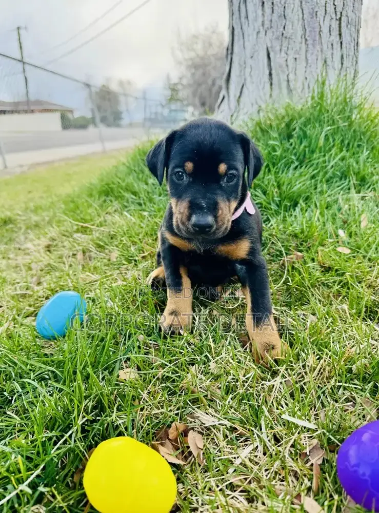1-3 months Male Purebred Doberman Pinscher