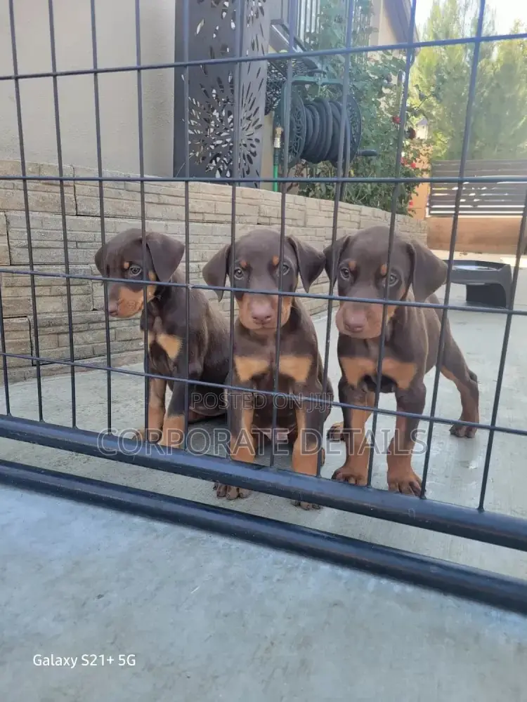 1-3 months Male Purebred Doberman Pinscher