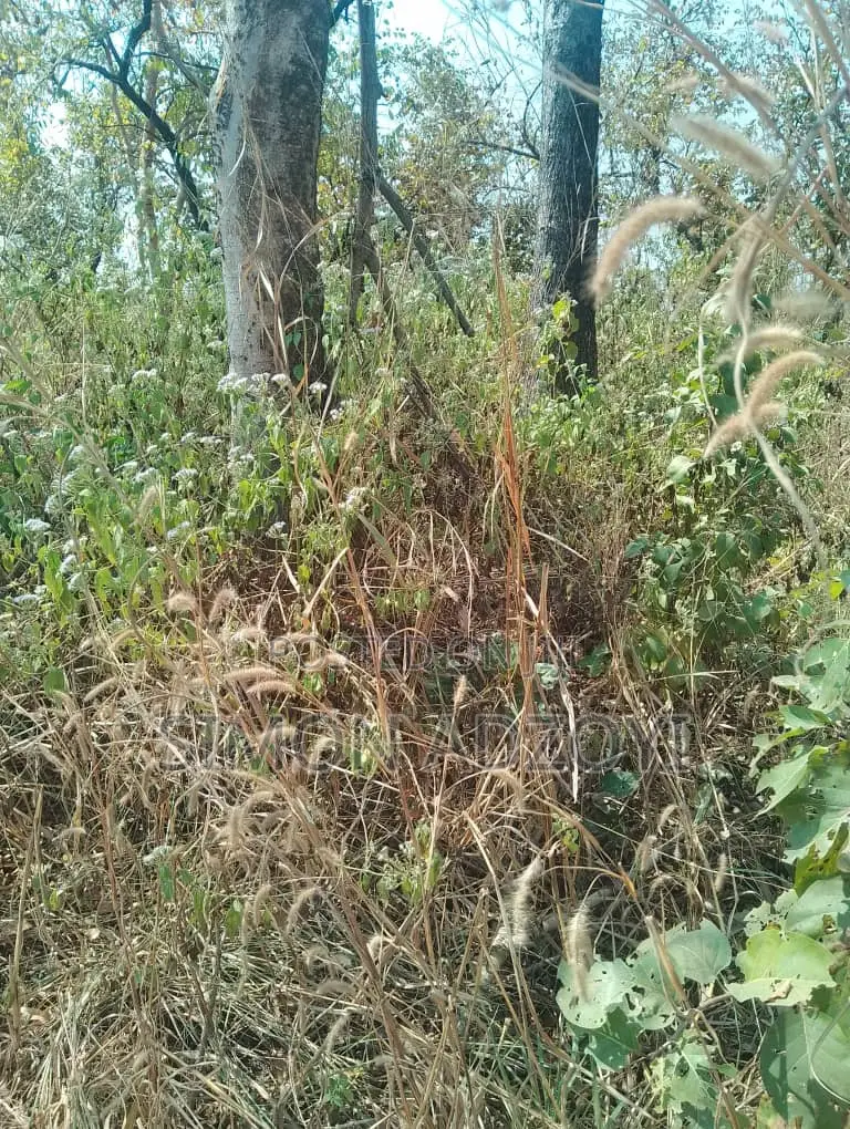 Gold Concession Land for Sale or Partnership