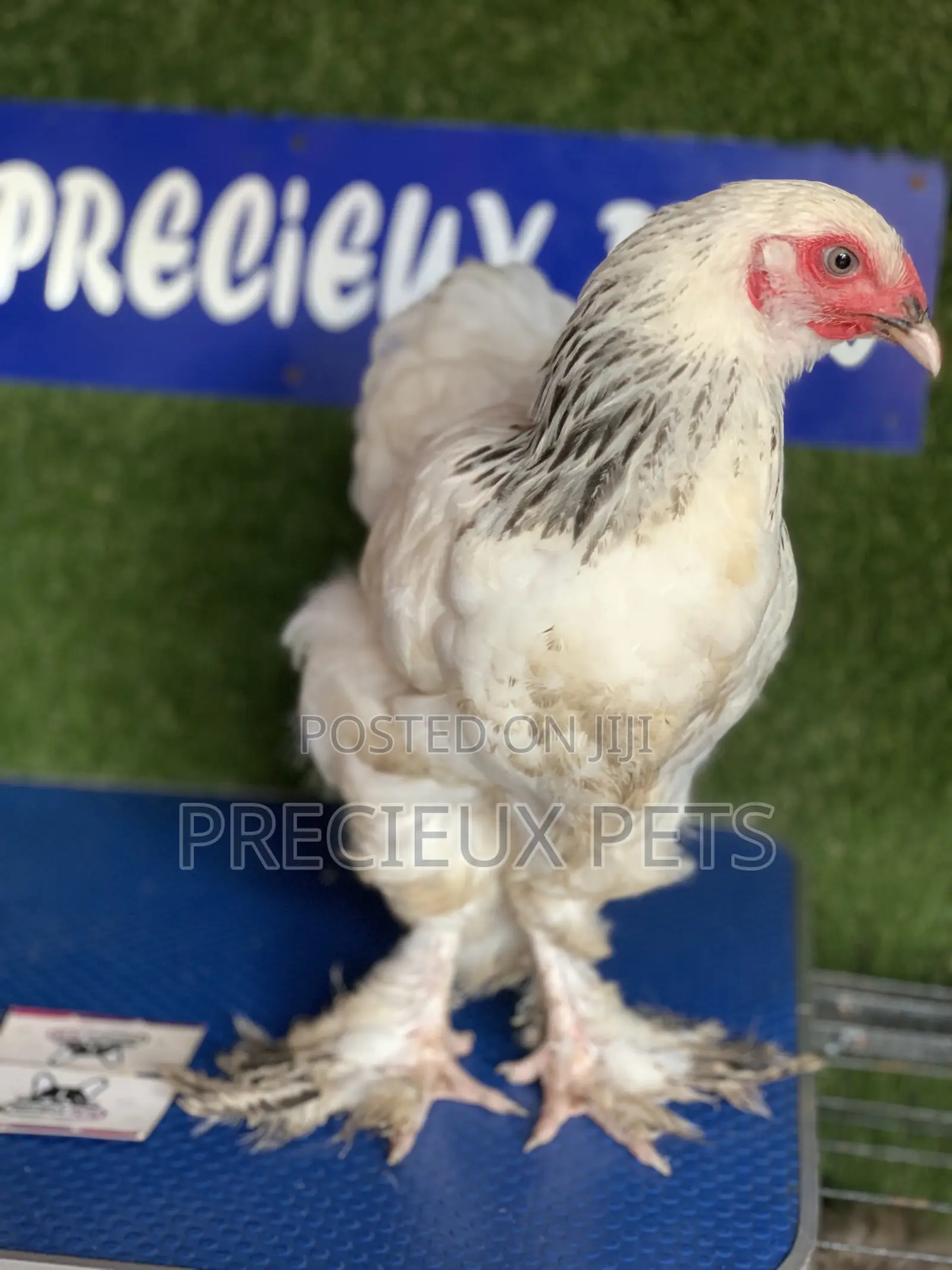 Young Female Brahmas Chick