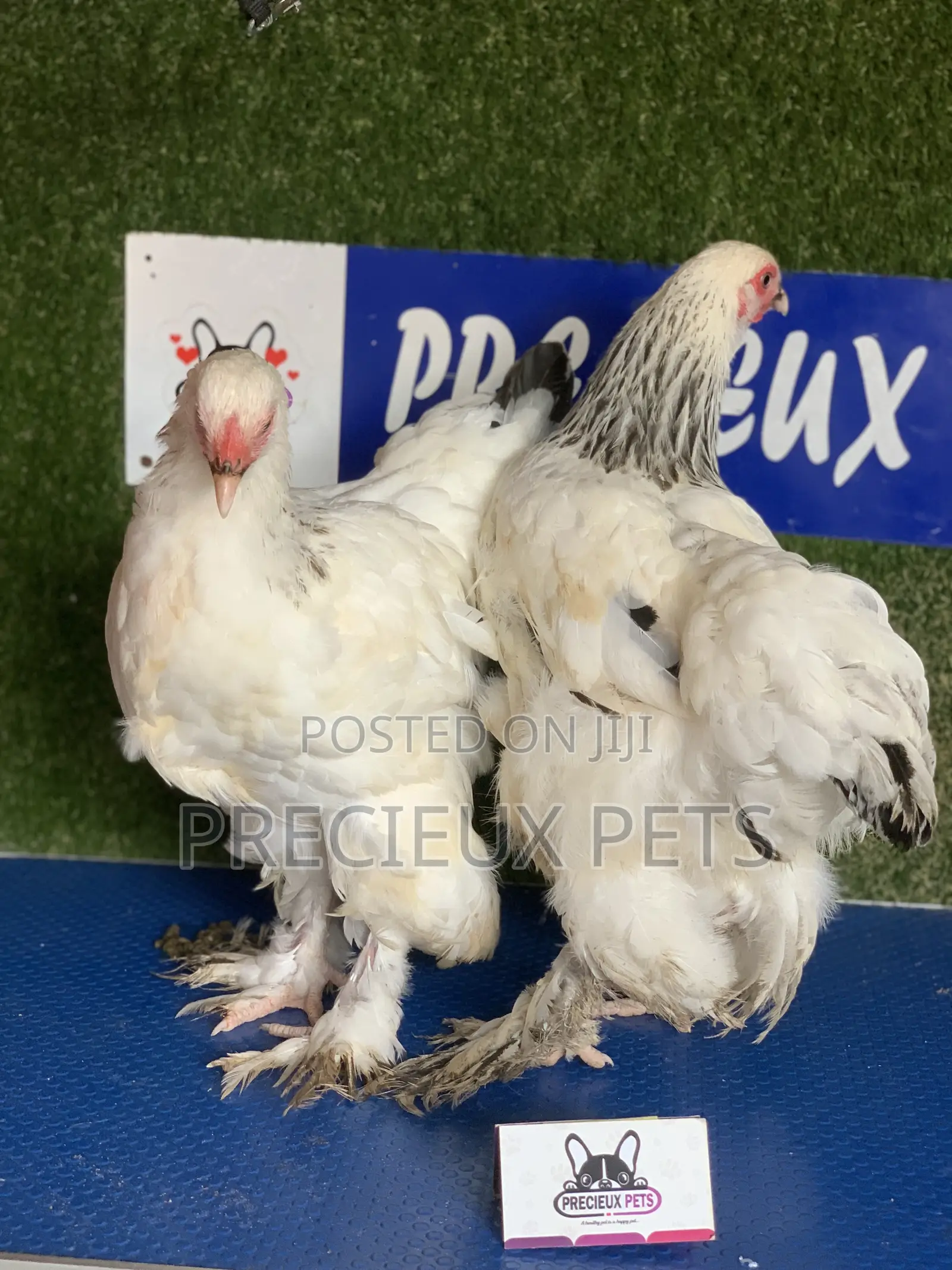 Young Female Brahmas Chick