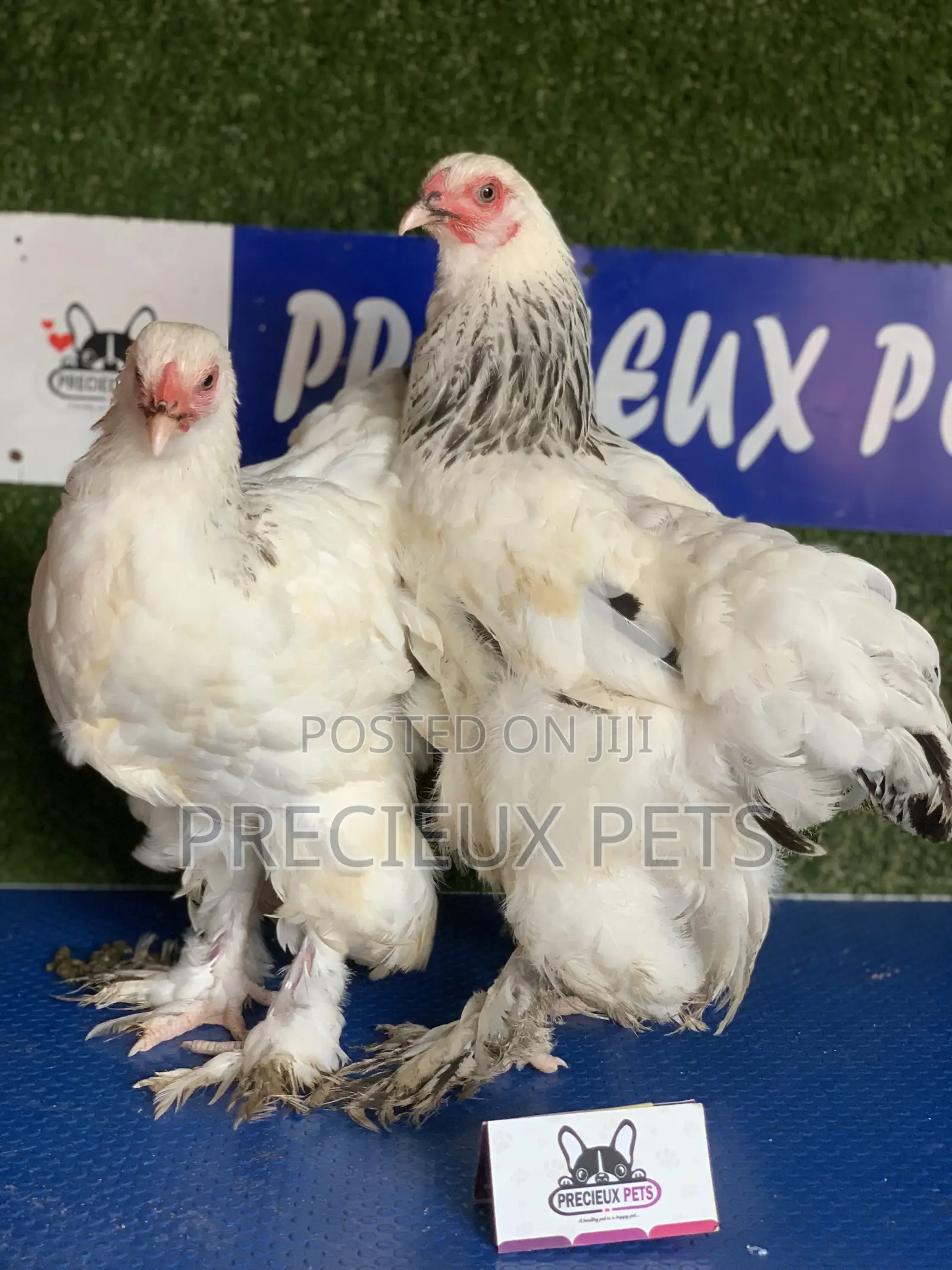 Young Female Brahmas Chick