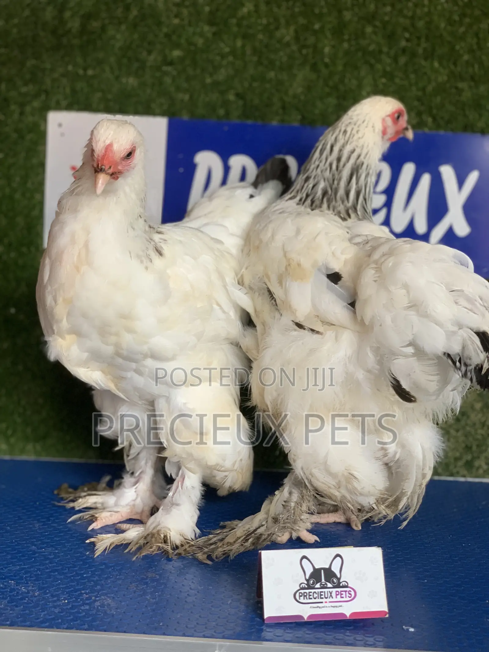 Young Female Brahmas Chick