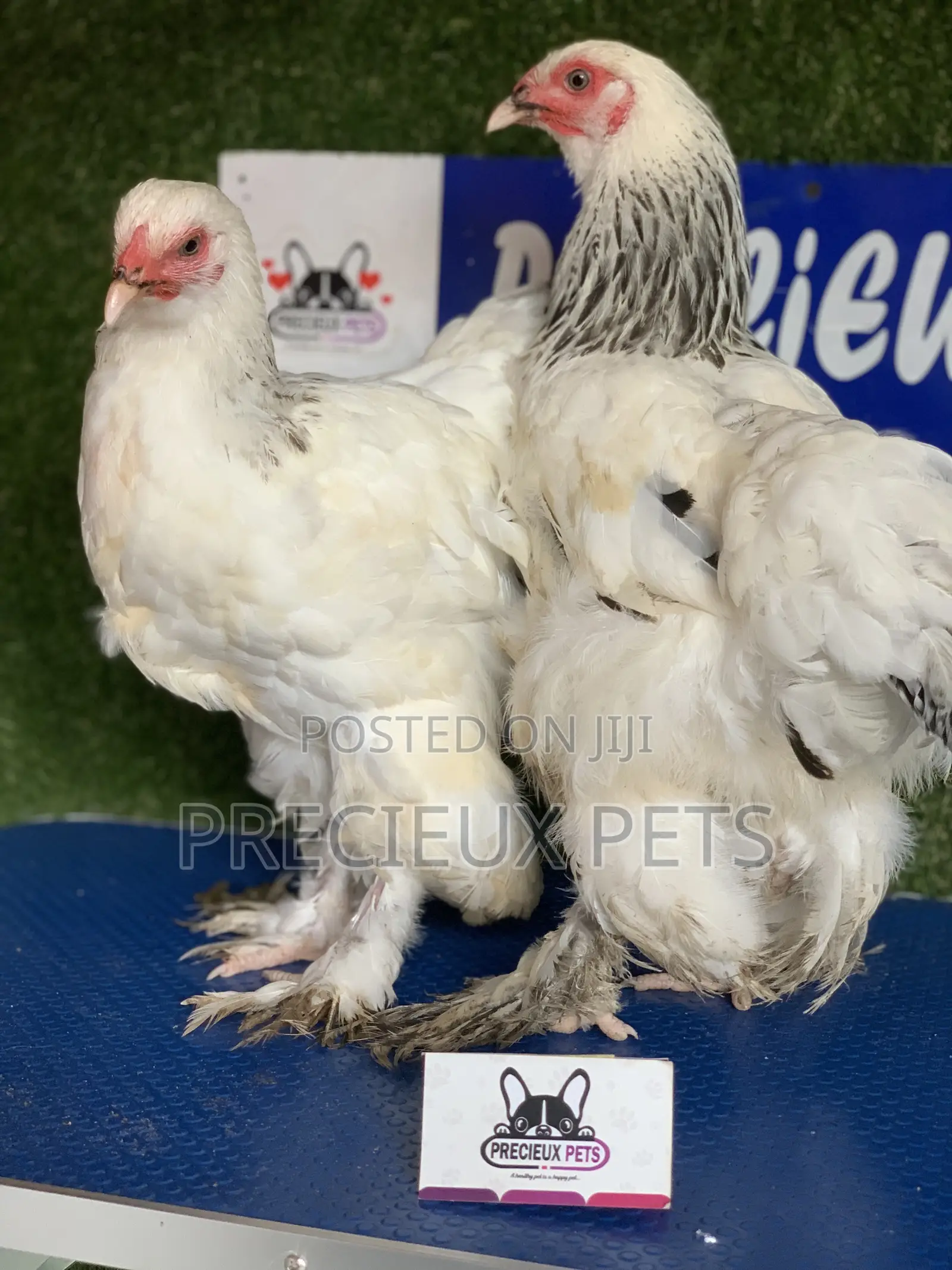 Young Female Brahmas Chick