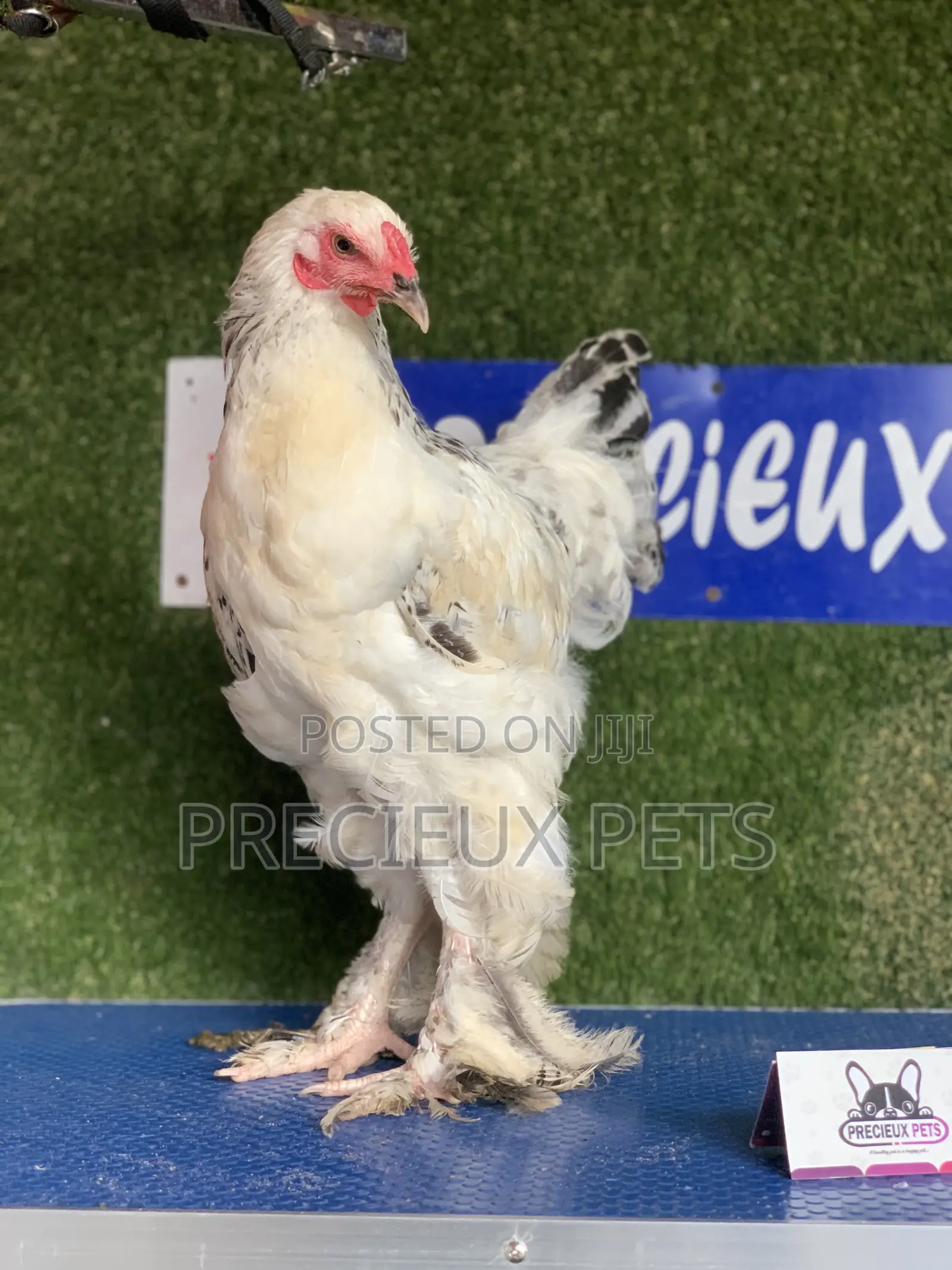 Young Male Brahmas Chick -002