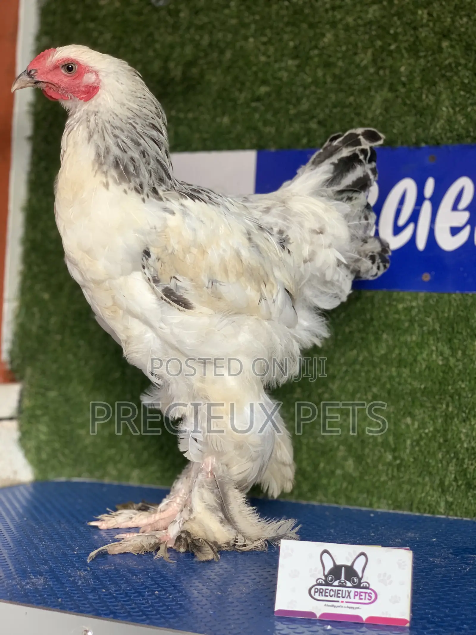 Young Male Brahmas Chick -002