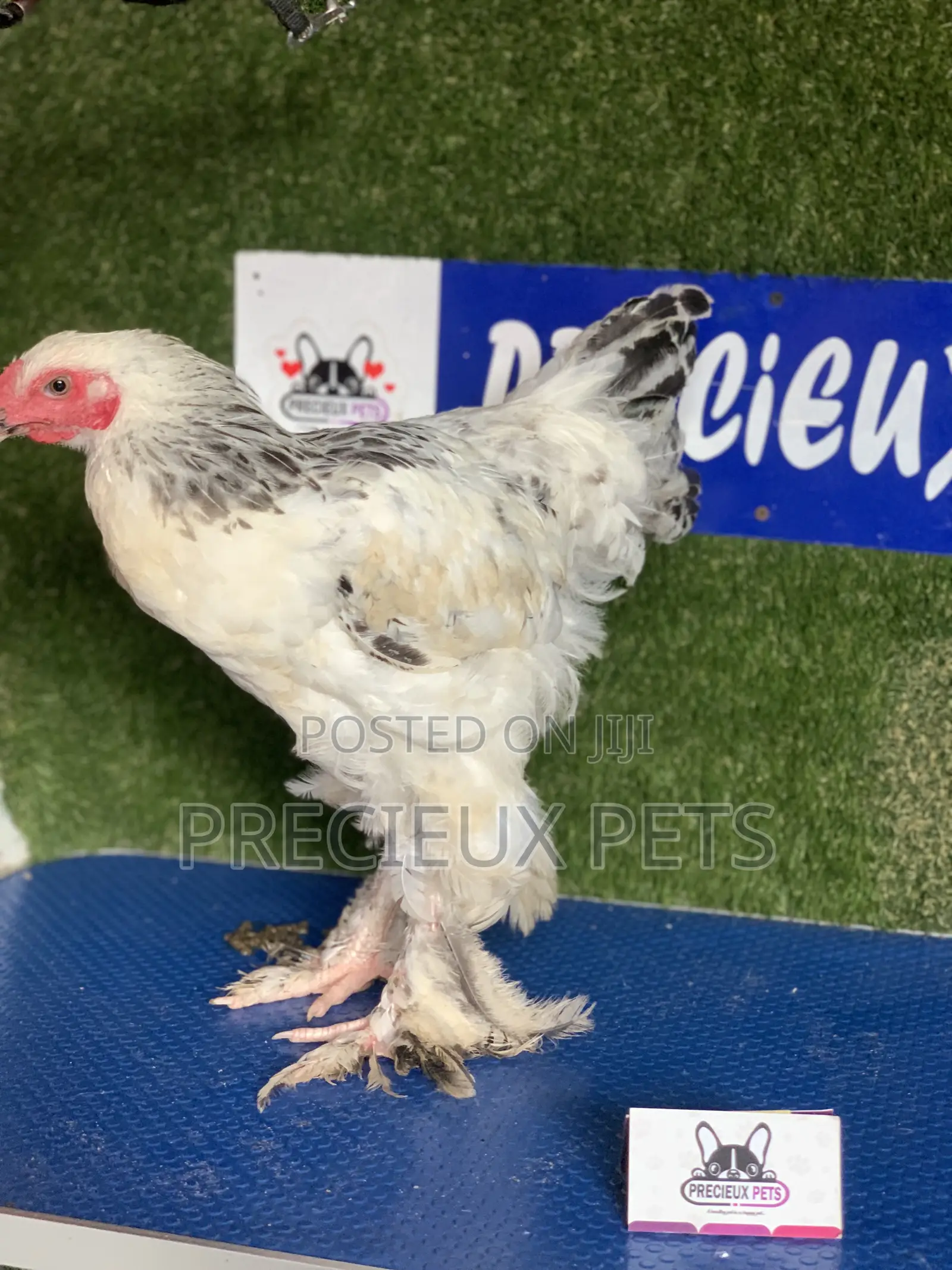 Young Male Brahmas Chick -002