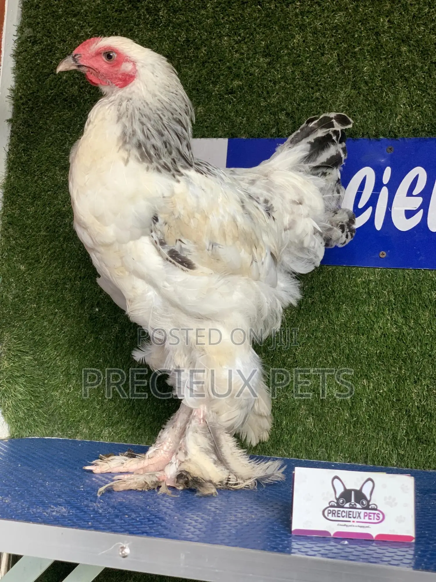 Young Male Brahmas Chick -002