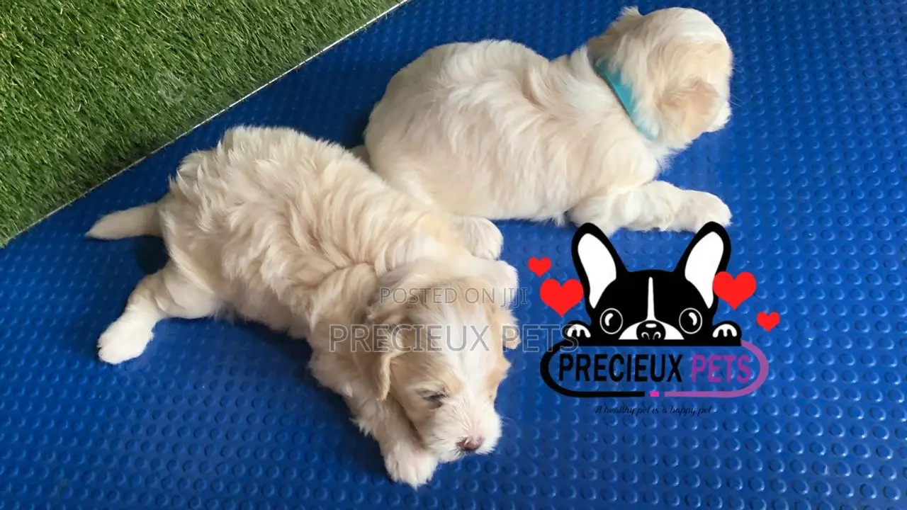1-3 months Male Purebred Poodle
