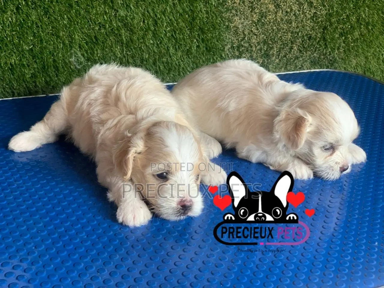 1-3 months Male Purebred Poodle