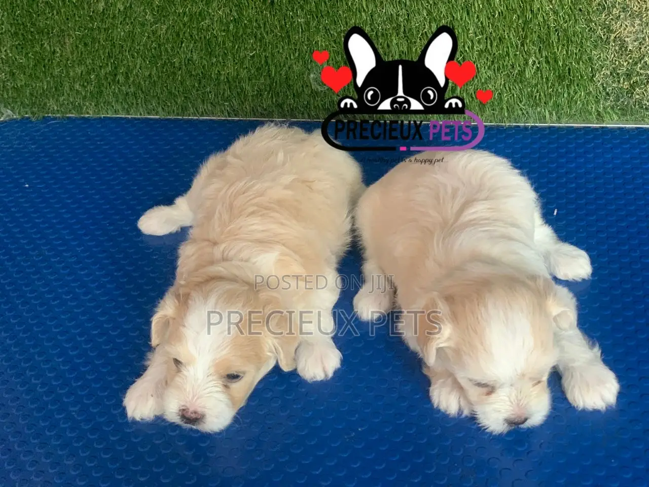1-3 months Male Purebred Poodle