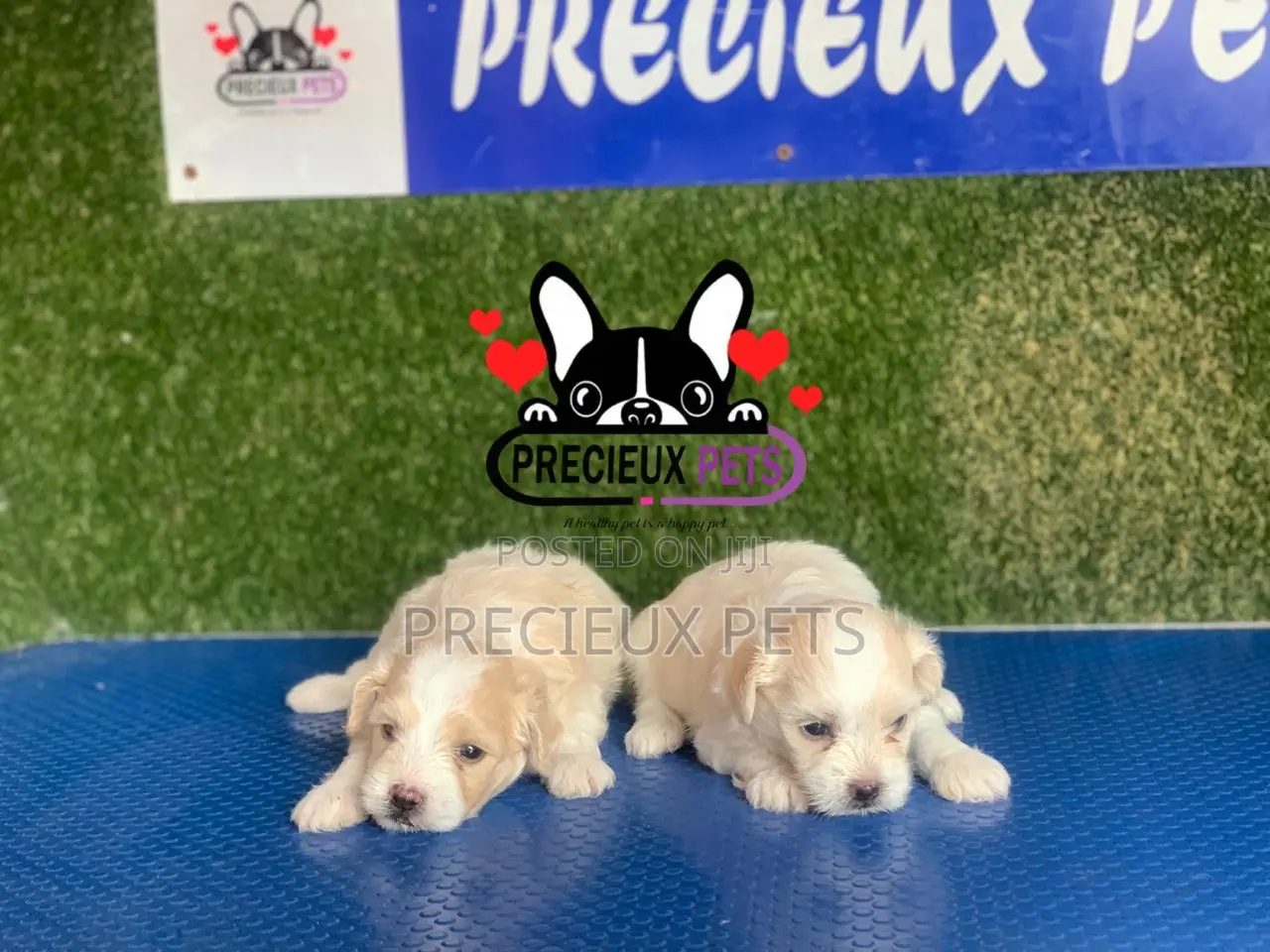 1-3 months Male Purebred Poodle