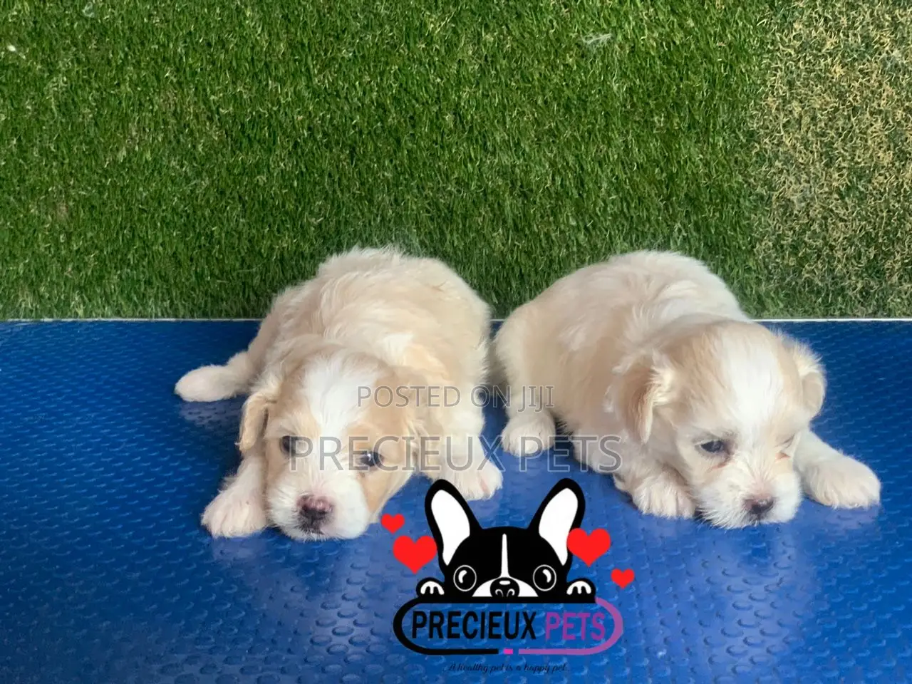 1-3 months Male Purebred Poodle