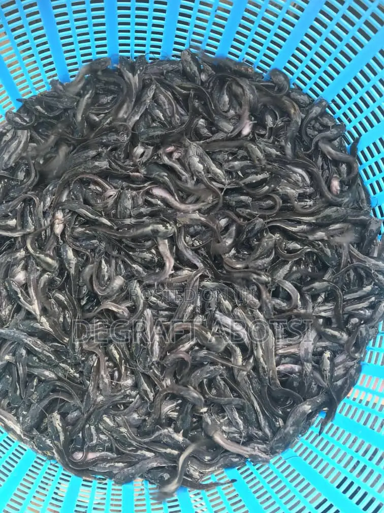 Healthy and Fast Growing Juveniles Available at Ablekuma