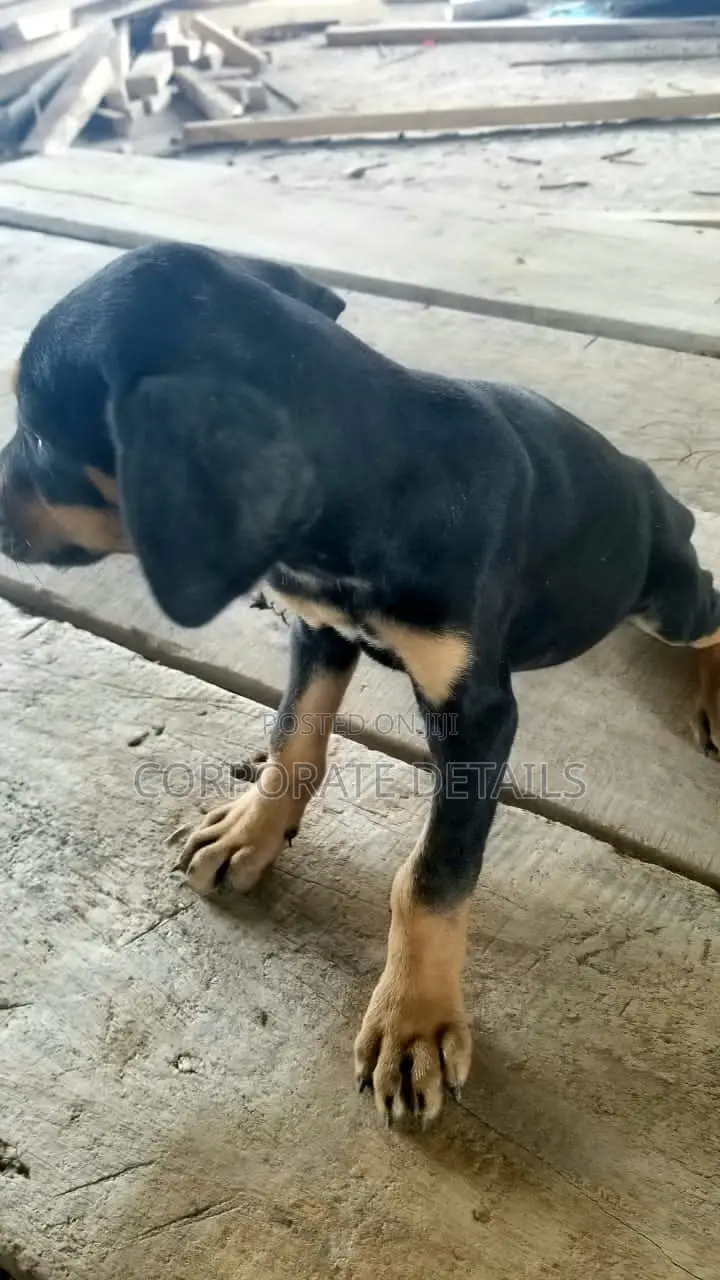 1-3 months Male Purebred Doberman Pinscher