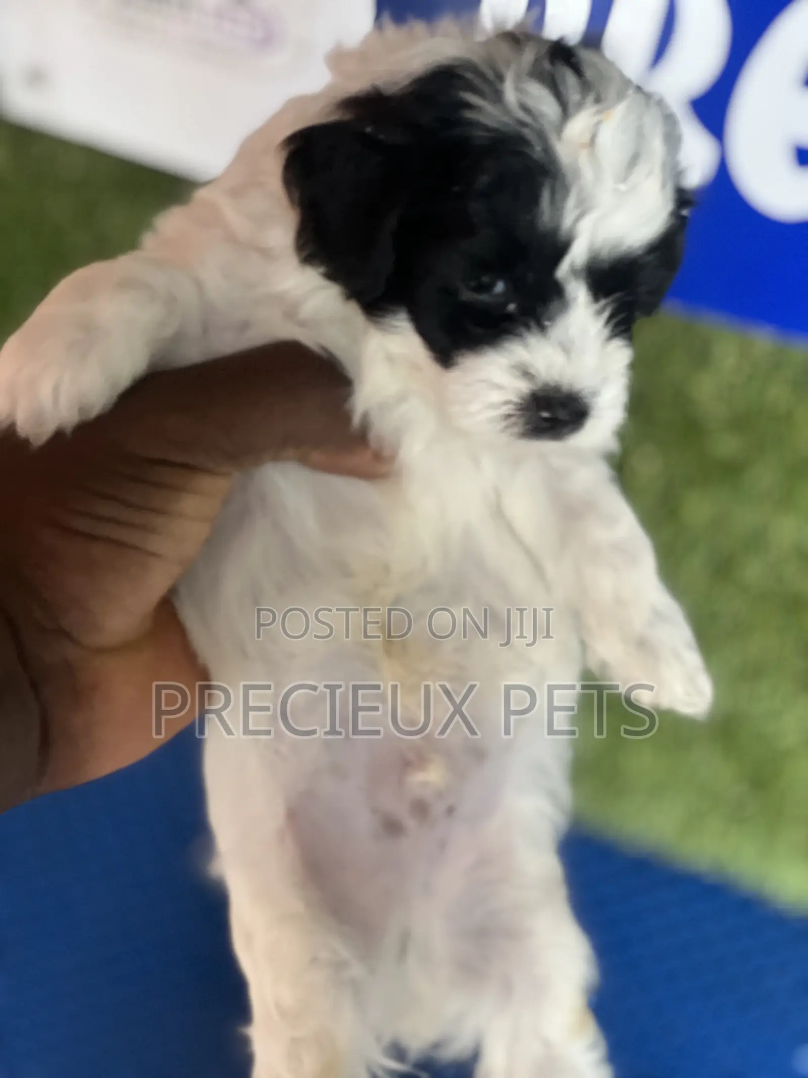 1-3 months Male Purebred Poodle