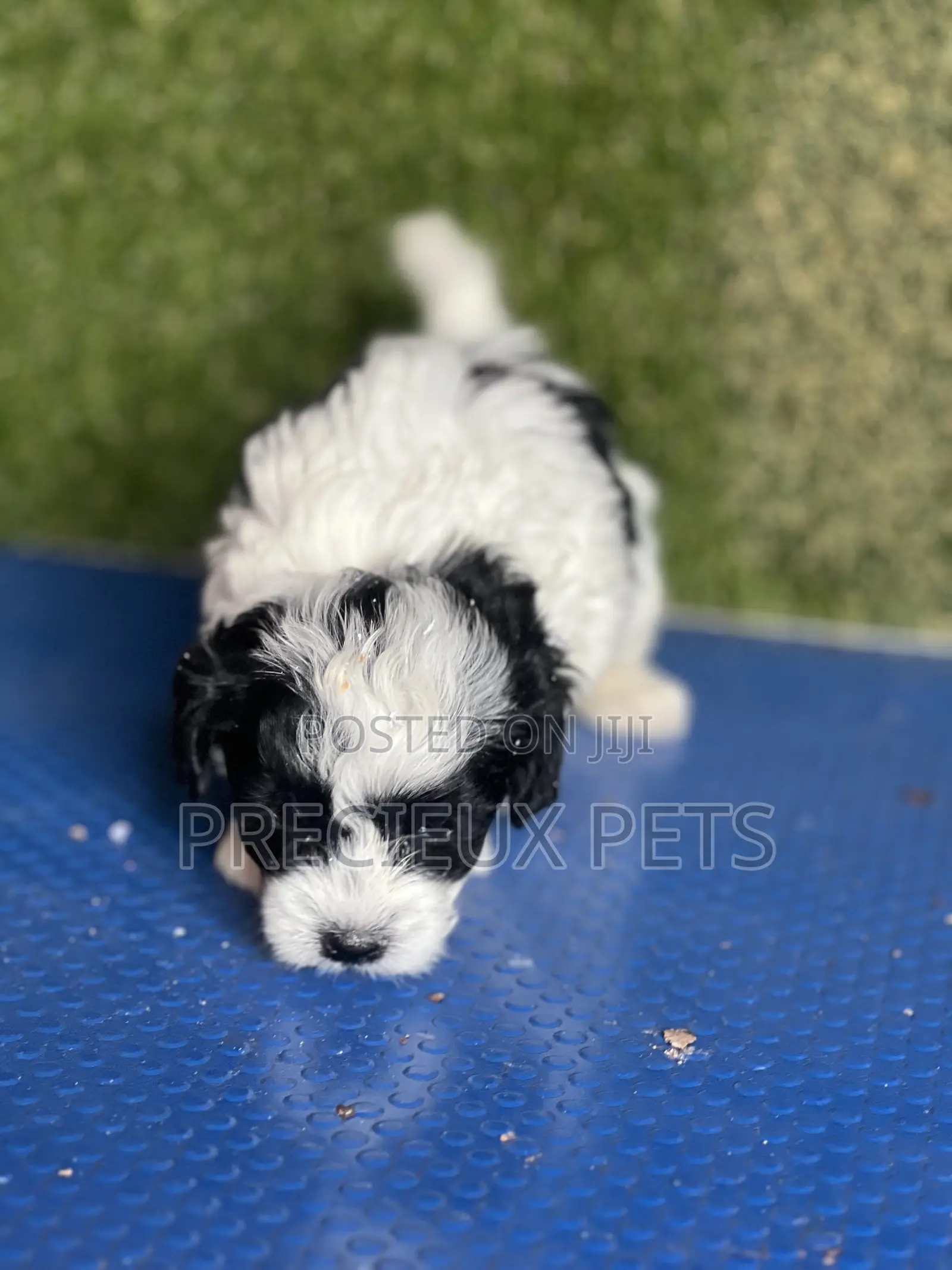 1-3 months Male Purebred Poodle