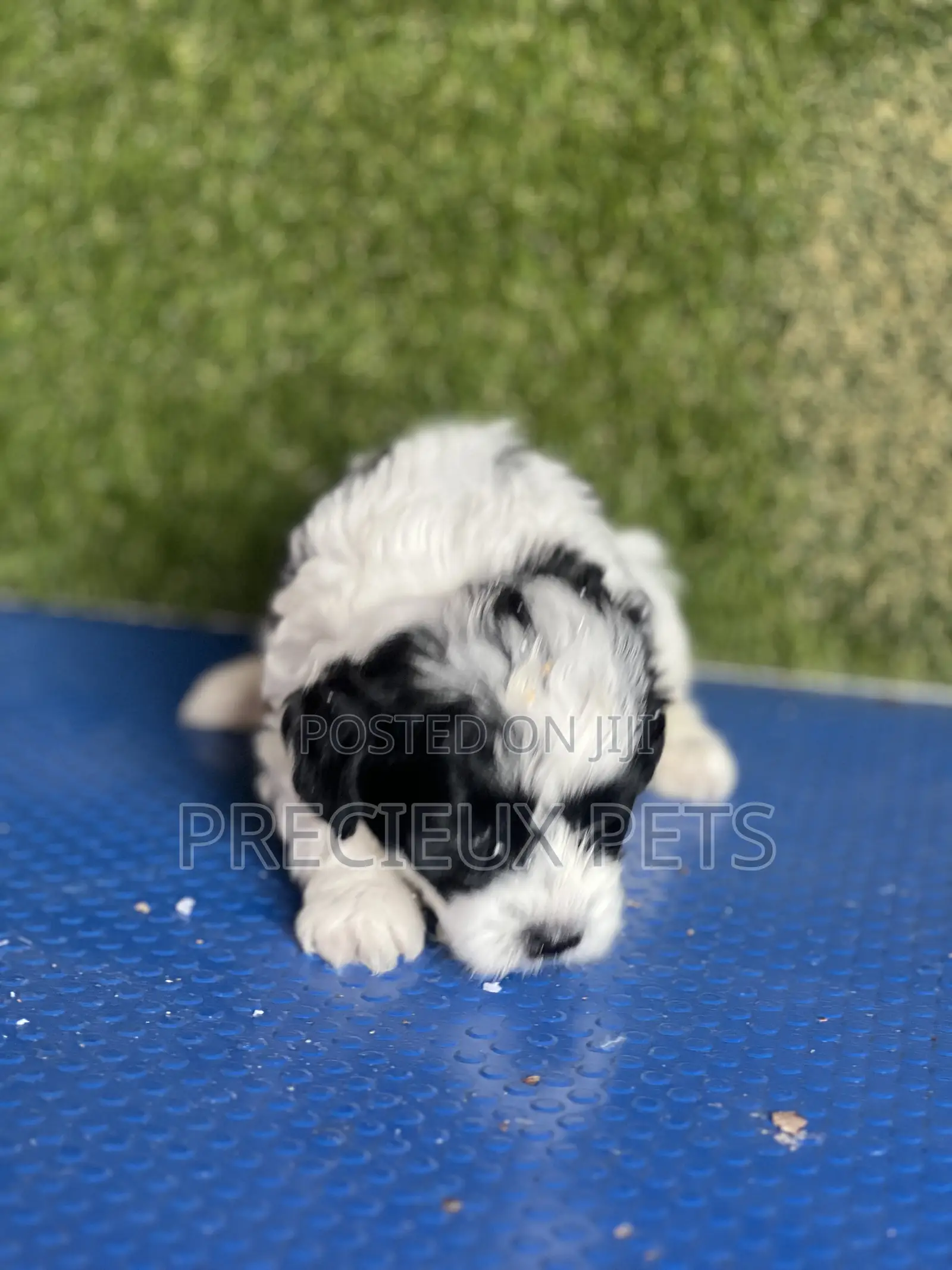 1-3 months Male Purebred Poodle