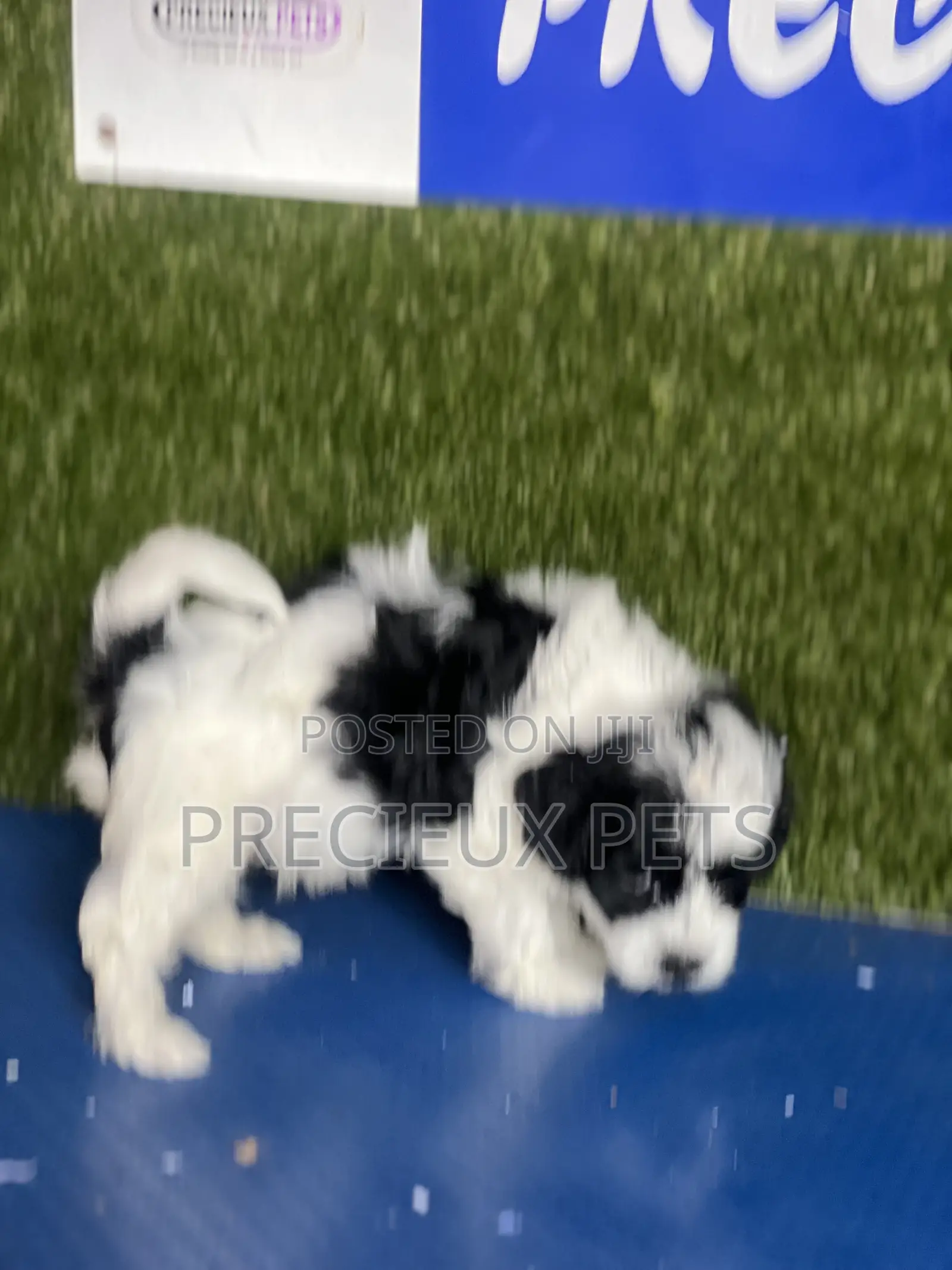 1-3 months Male Purebred Poodle