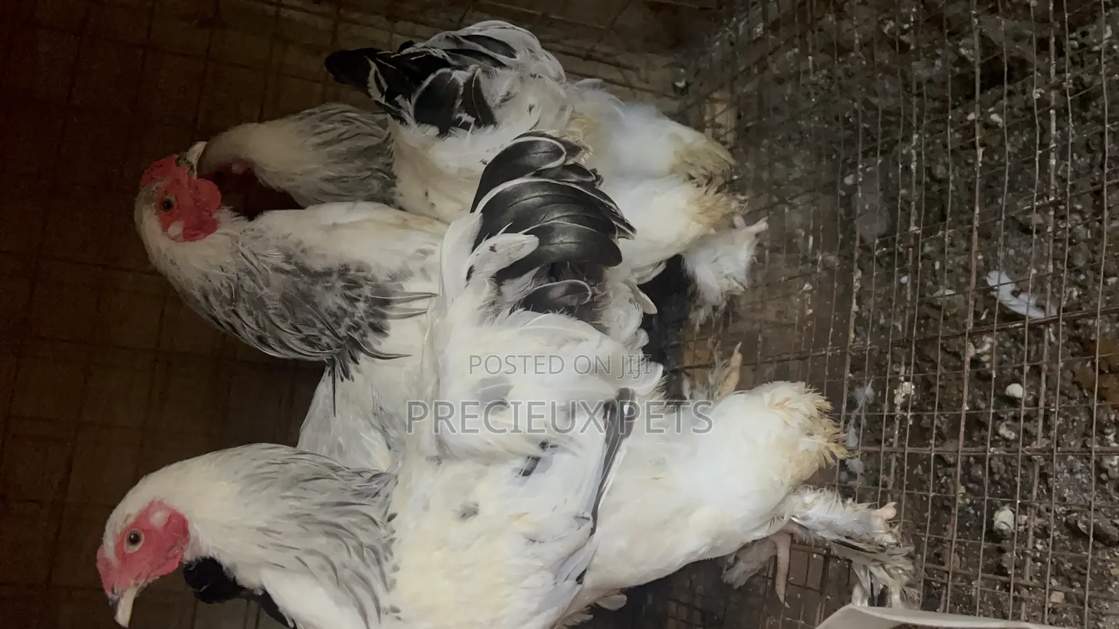 3 Male Light Color Brahmas Chicken