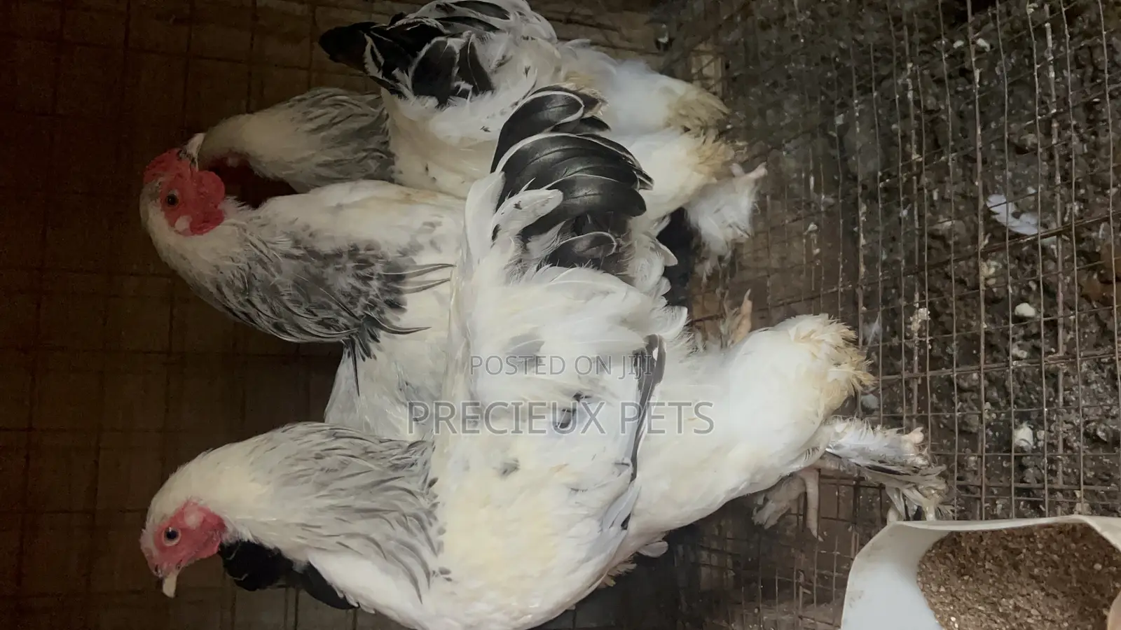 3 Male Light Color Brahmas Chicken