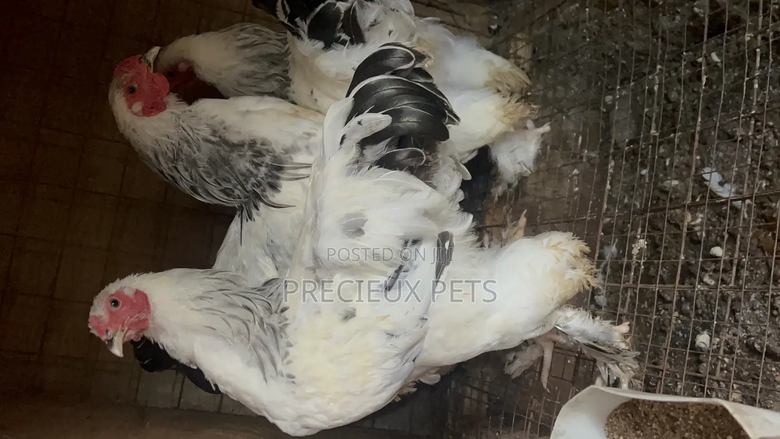 3 Male Light Color Brahmas Chicken