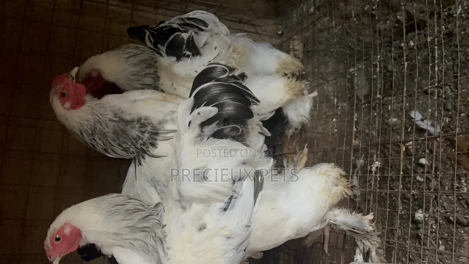3 Male Light Color Brahmas Chicken