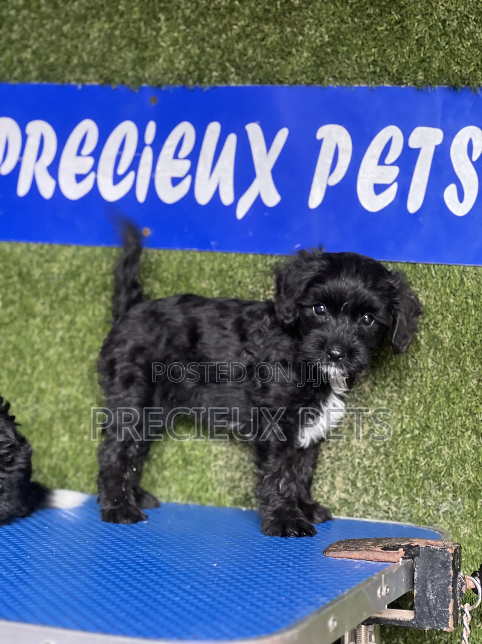1-3 months Male Purebred Poodle