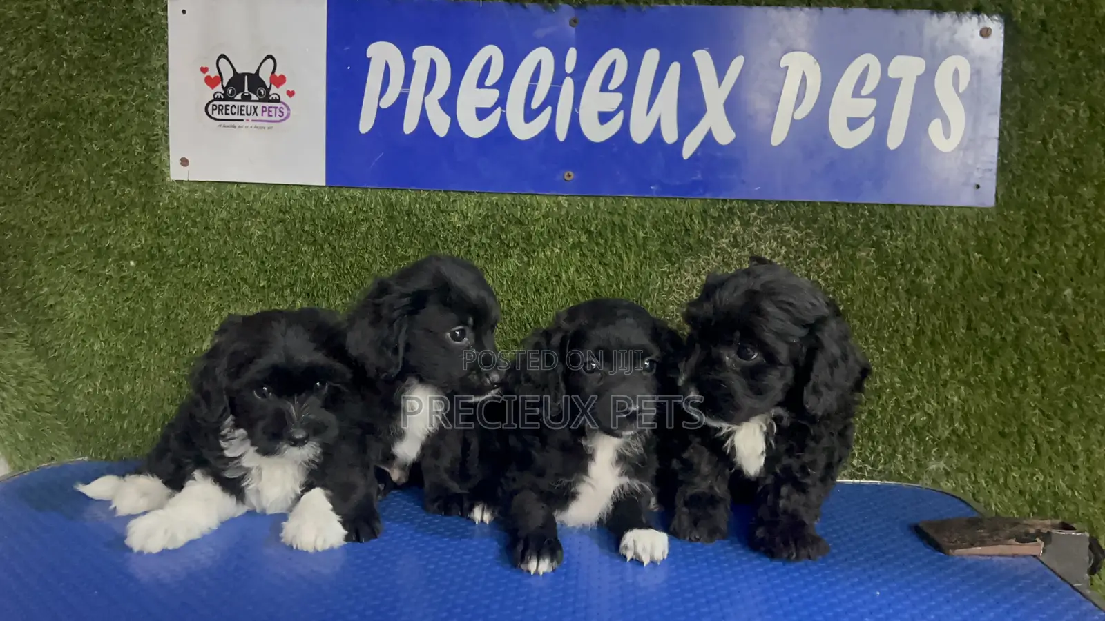 1-3 months Female Purebred Poodle