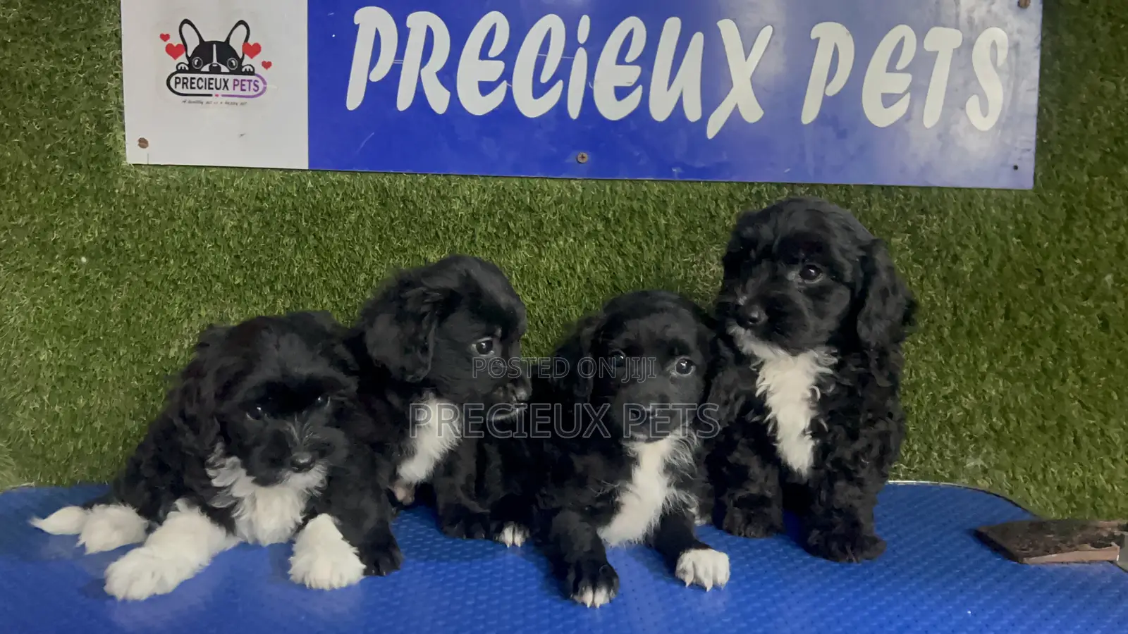 1-3 months Female Purebred Poodle