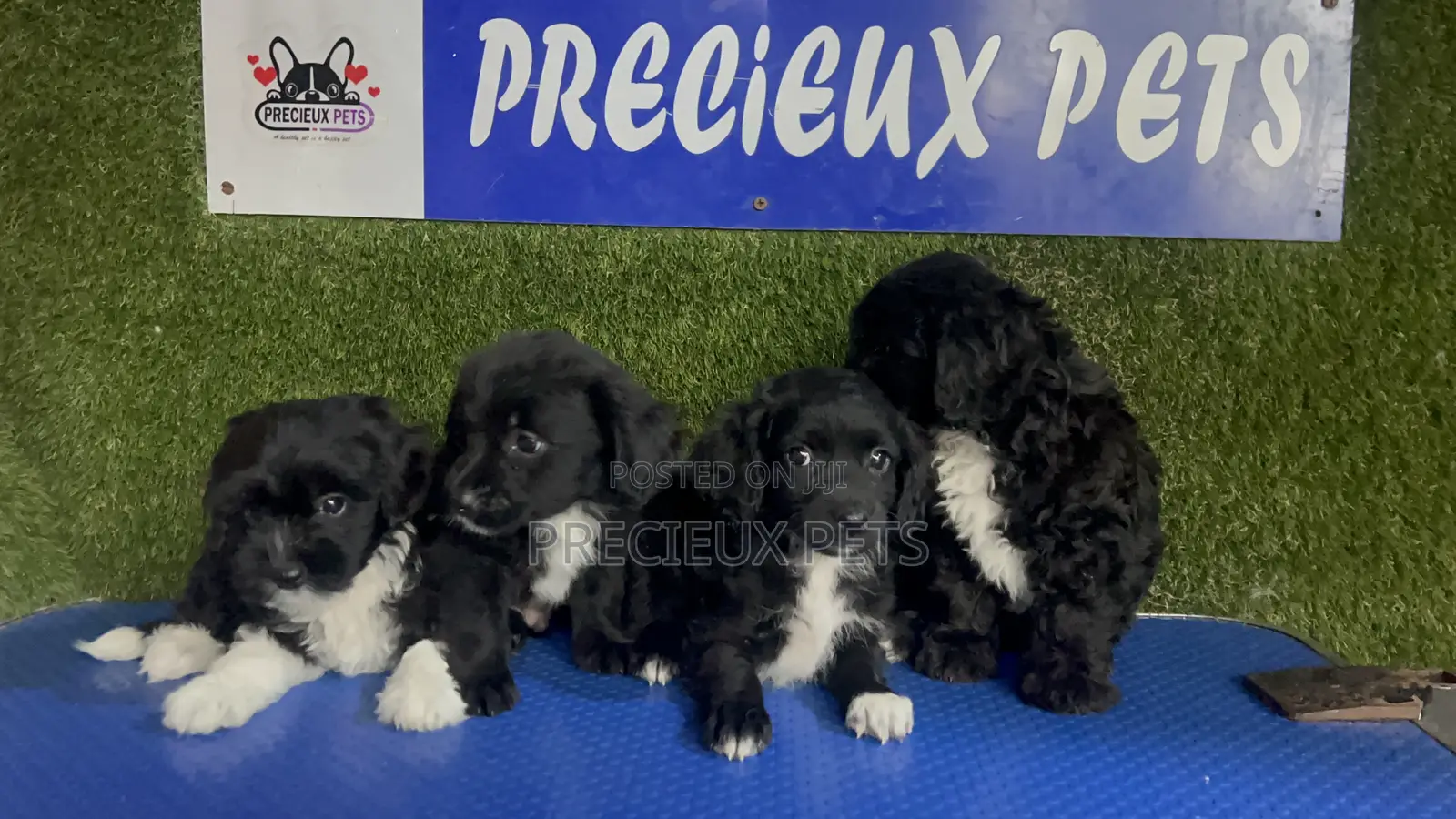 1-3 months Female Purebred Poodle