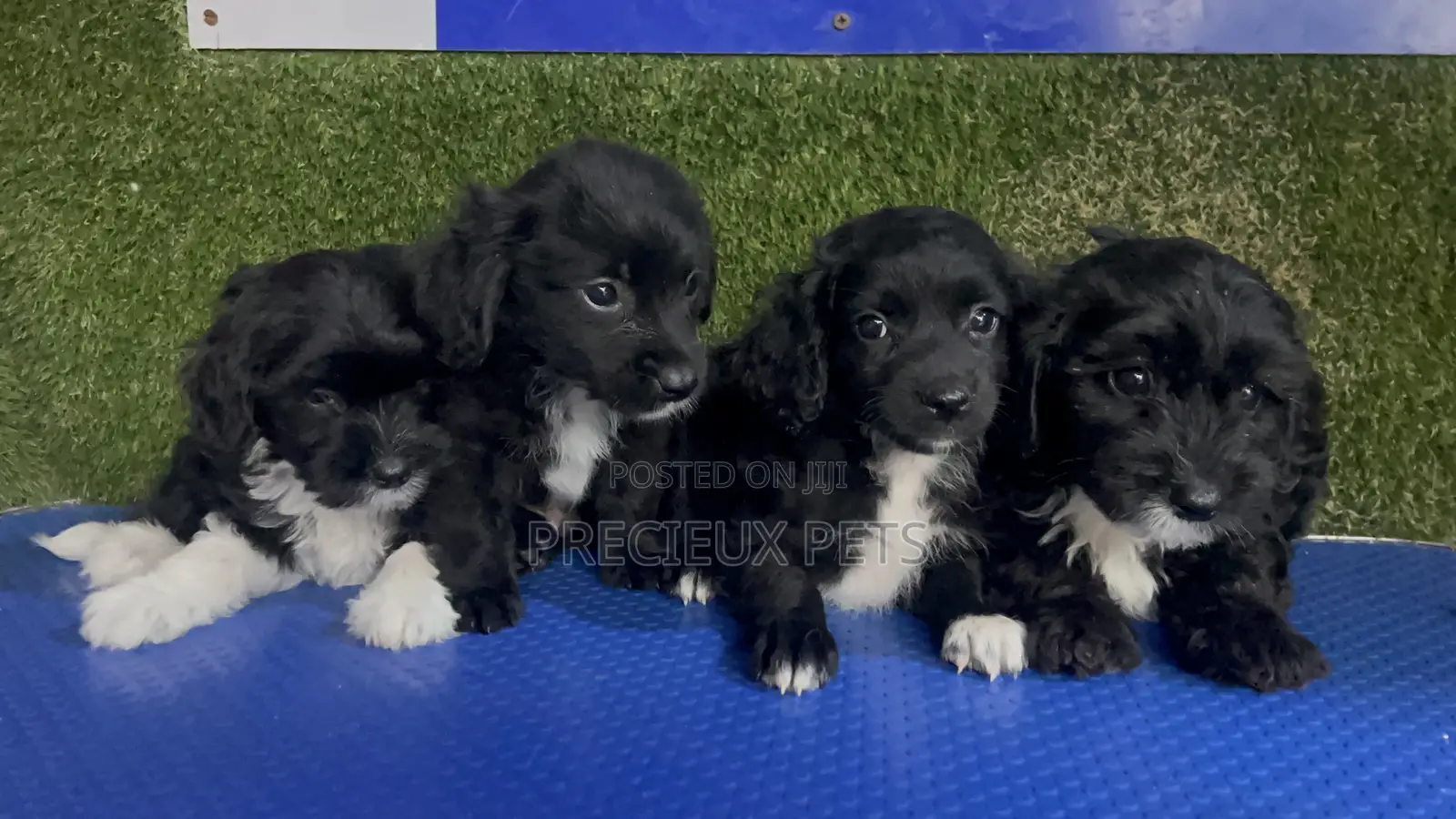 1-3 months Female Purebred Poodle