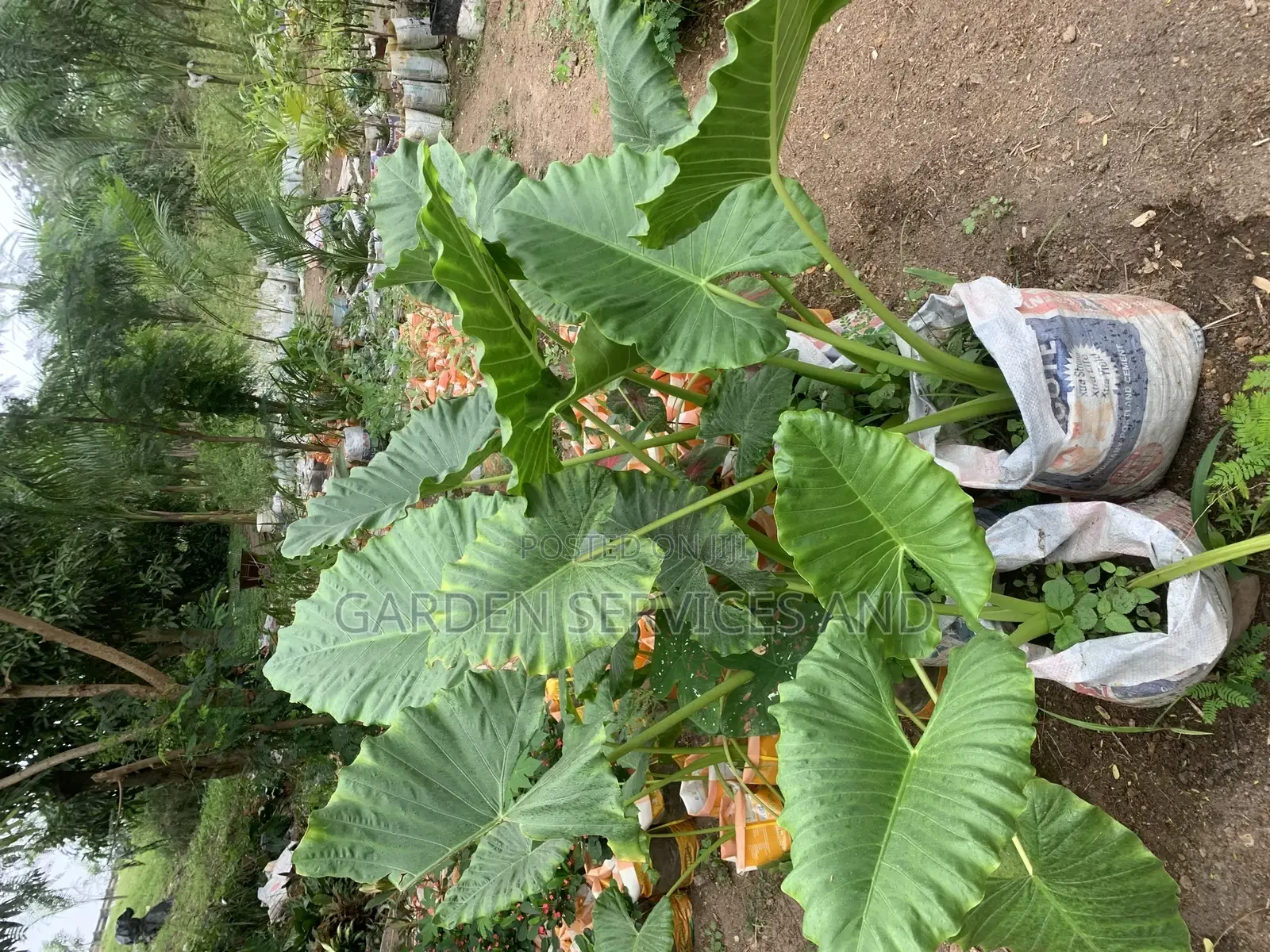 Elephant Ears for Sale