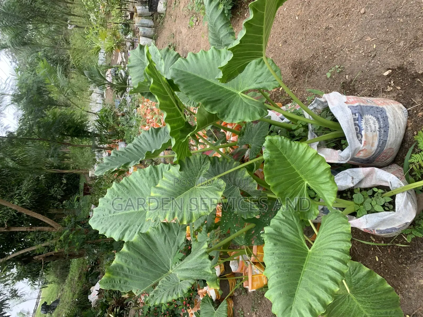 Elephant Ears for Sale