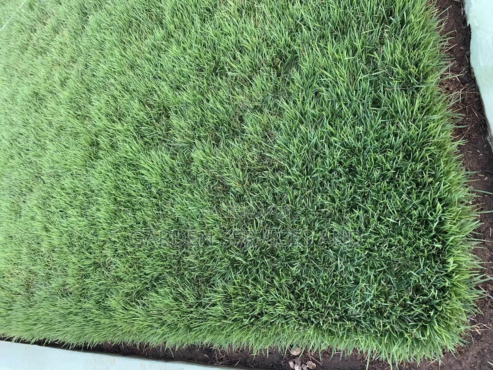All Kinds of Natural Green Grass Available for Sale