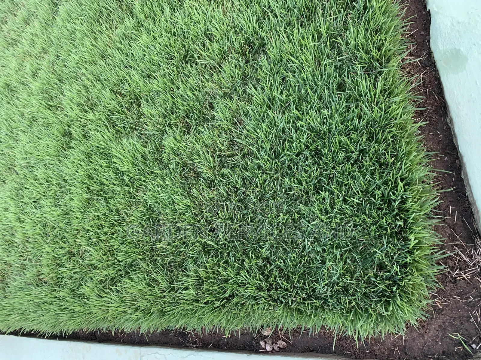 All Kinds of Natural Green Grass Available for Sale