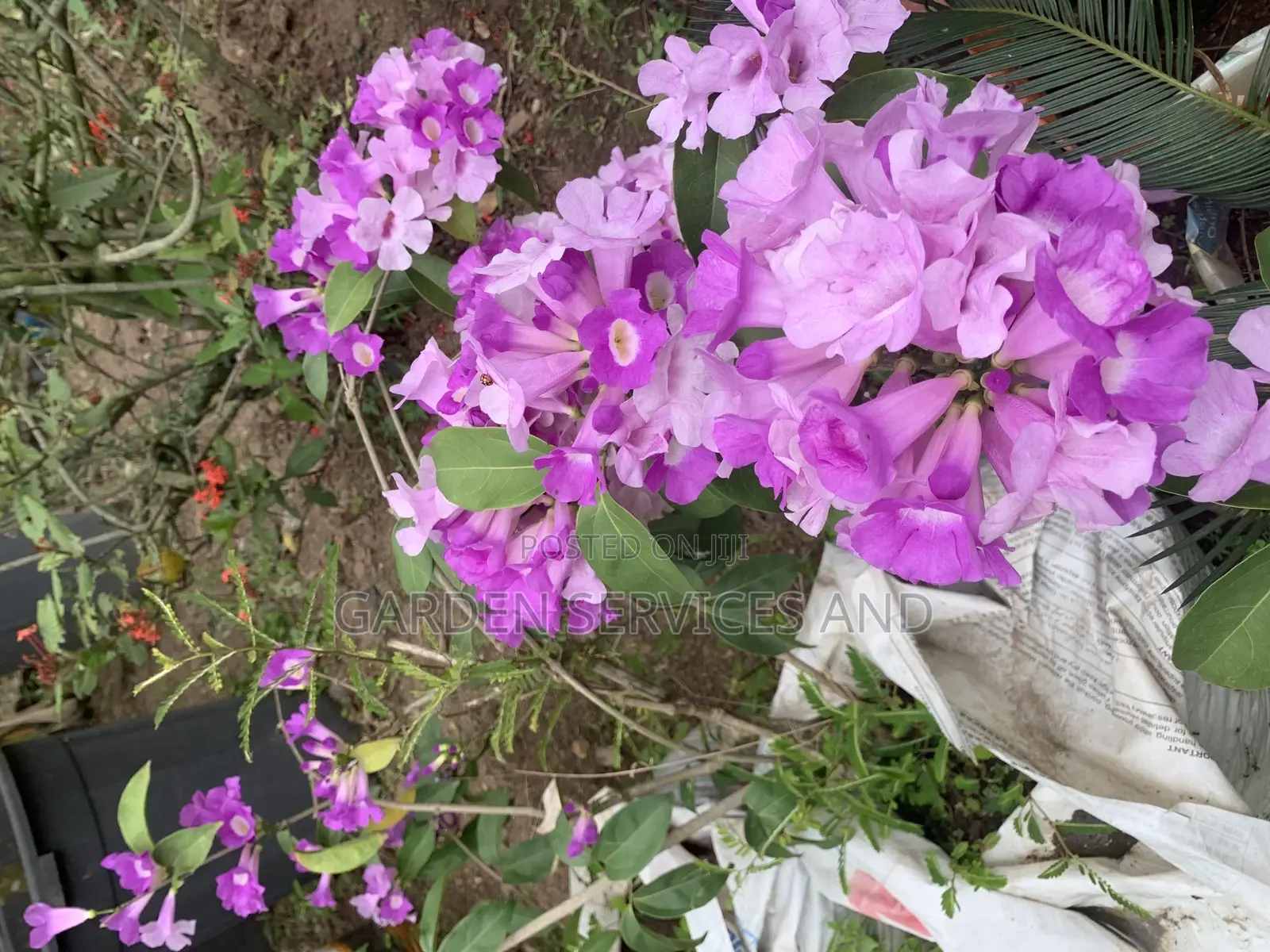 Anti Snake Flower for Sale