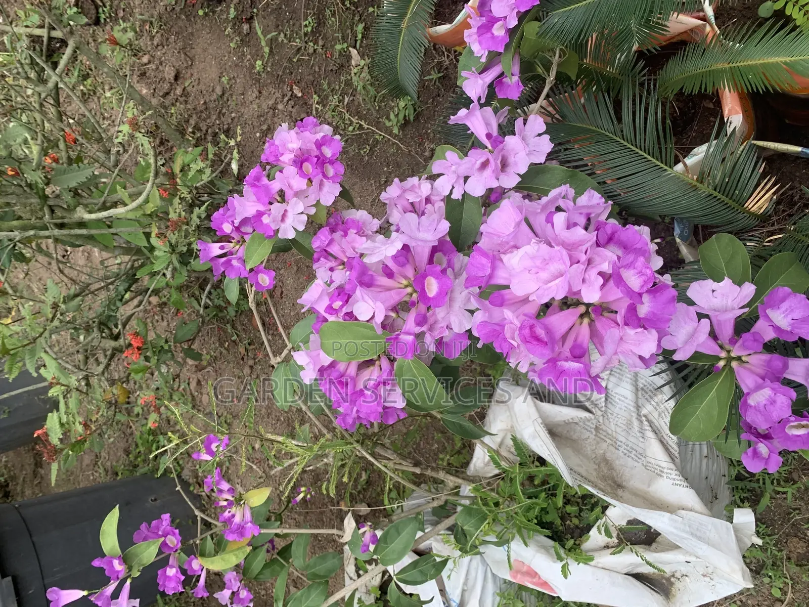 Anti Snake Flower for Sale