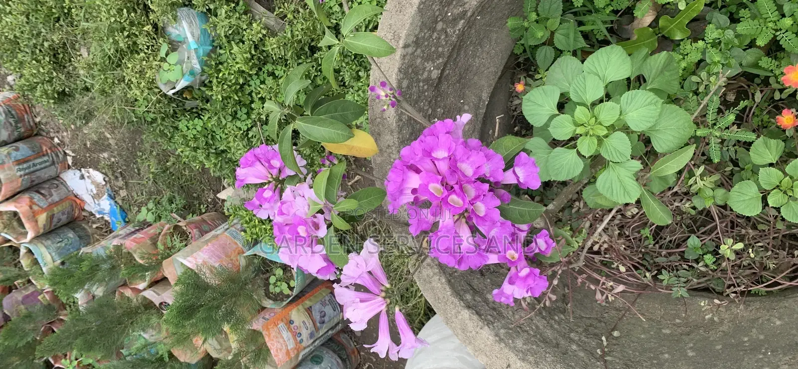 Anti Snake Flower for Sale