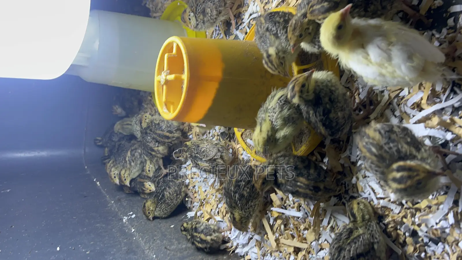 Quail Birds
