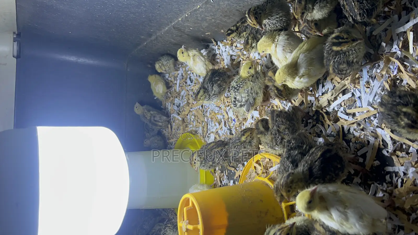 Quail Birds