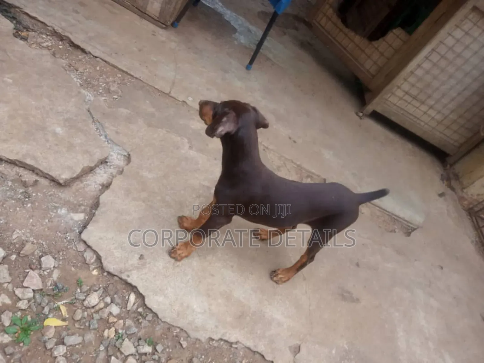 1-3 months Male Purebred Doberman Pinscher
