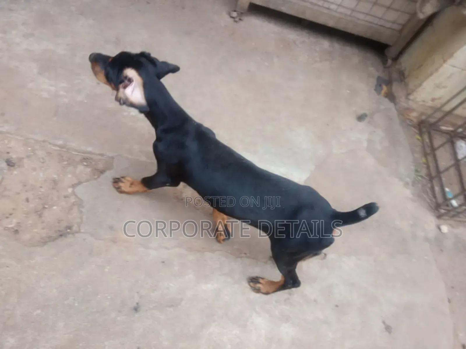 1-3 months Male Purebred Doberman Pinscher