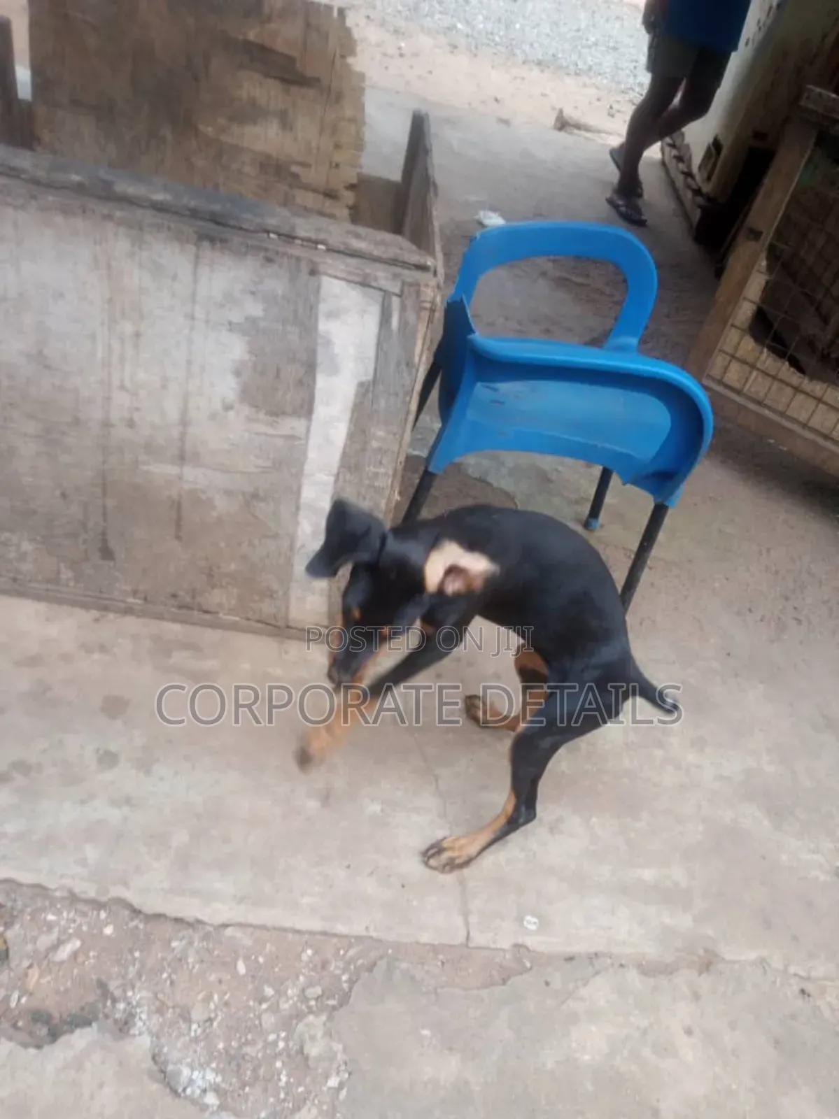 1-3 months Male Purebred Doberman Pinscher