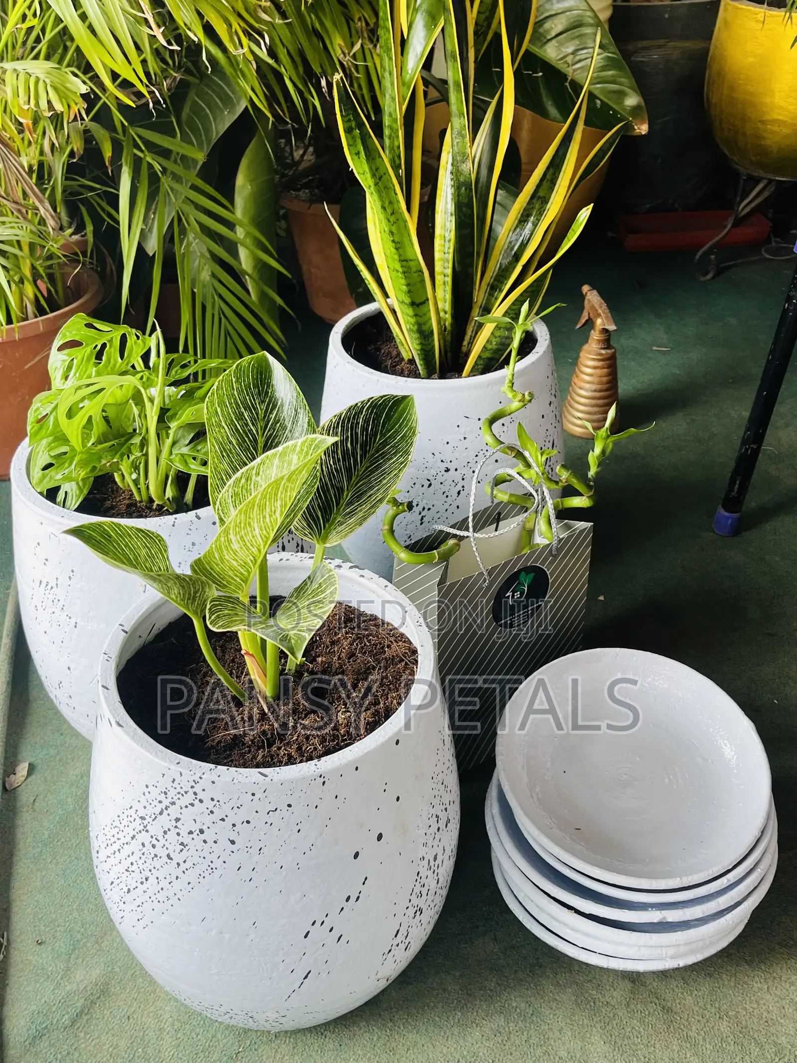 Flower Pots With Plants for Sale