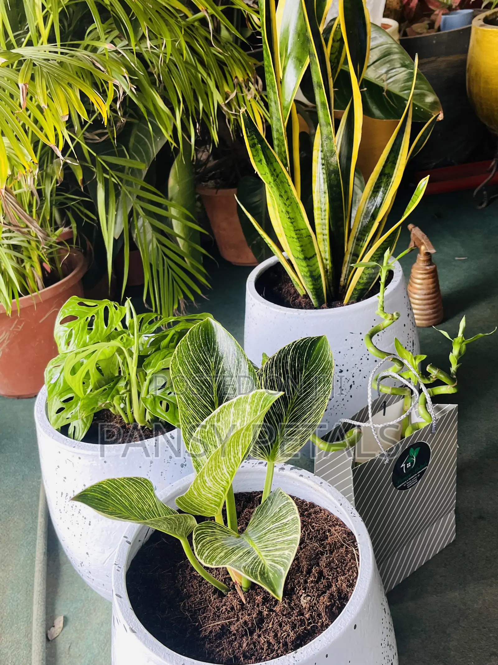 Flower Pots With Plants for Sale