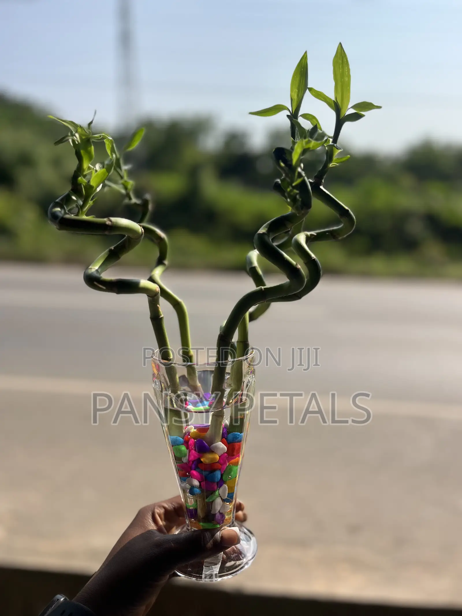 Lucky Bamboo for Sale