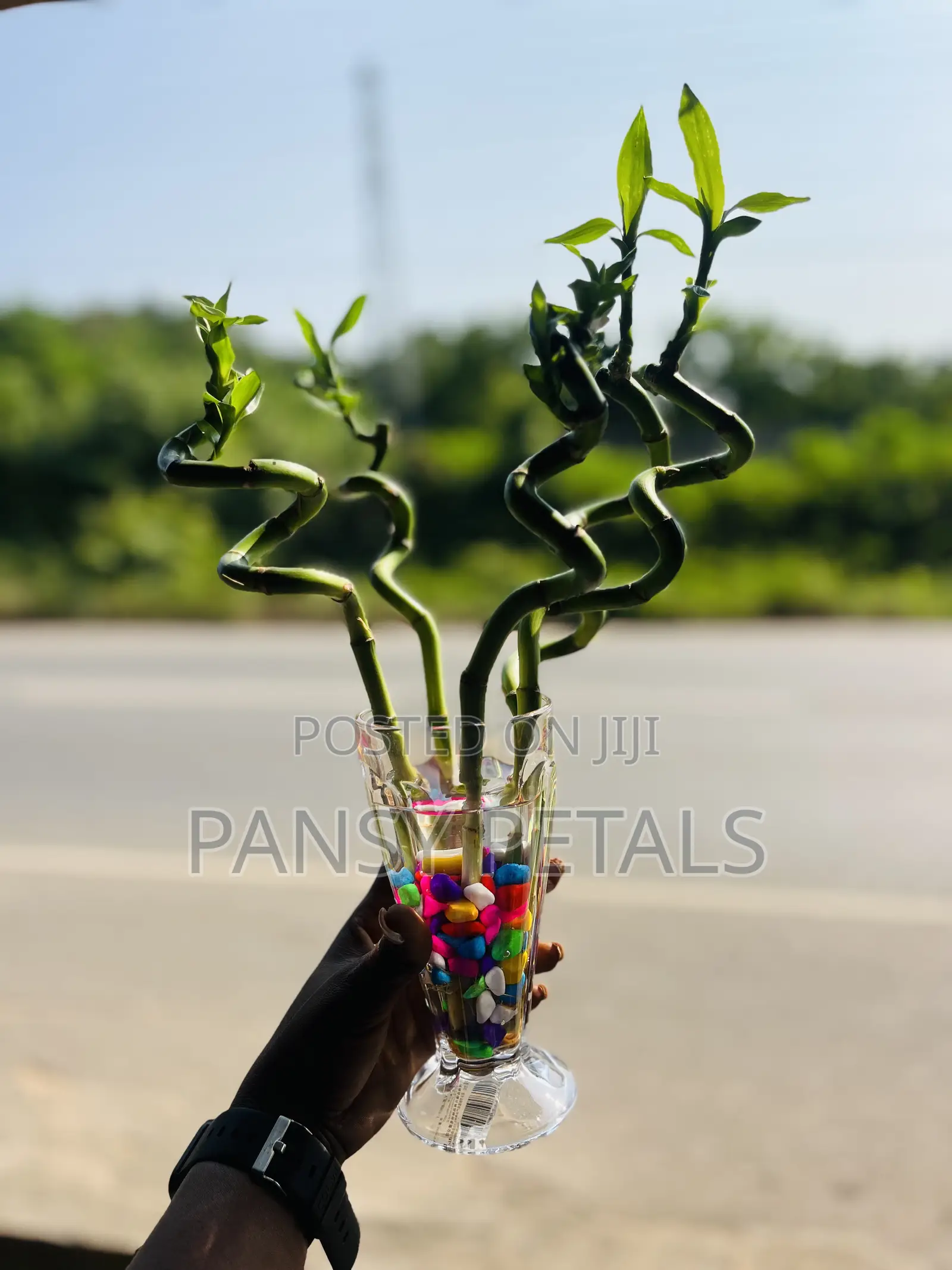 Lucky Bamboo for Sale
